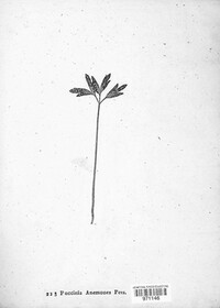 Puccinia anemones image